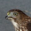 hawk