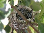 baby hummingbird